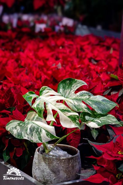 Plante d'intérieur Monsera Variegata aux feuilles panachées vert clair et blanc, idéale pour la décoration intérieure.